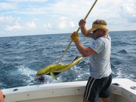 Angler reeling in a mahi caught on an Orange Beach fishing charter