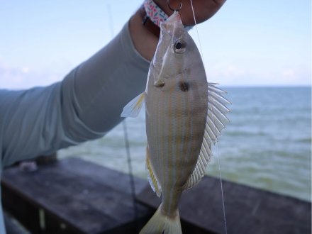 Angler holding a pinfish, best live bait for red snapper