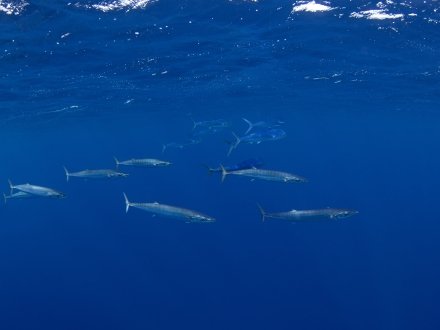 Wahoo swimming near the surface
