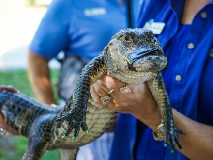 Baby alligator at Alligator Alley in Summerdale