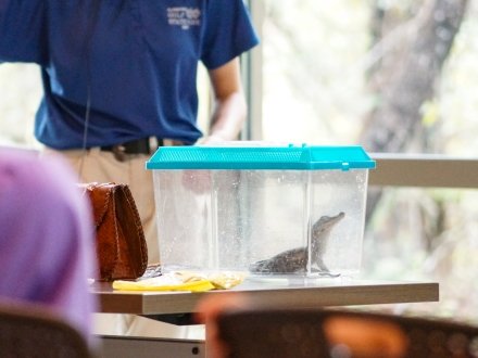 Baby alligator at The Learning Campus during a free interactive session