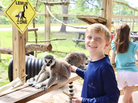 Boy petting a lemur during an animal encounter at the Alabama Gulf Zoo Gulf Shores attraction