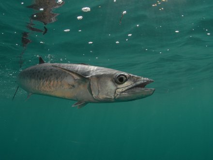 King mackerel swimming in the Gulf