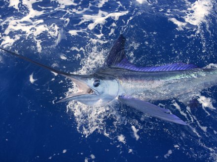 swordfish
