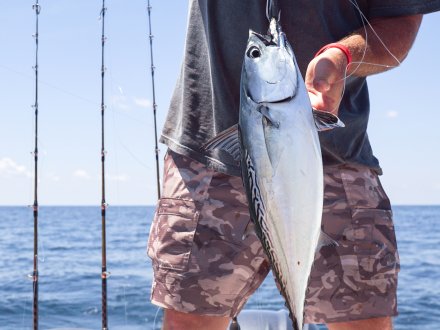 catching bonito for bait on an orange beach fishing charter