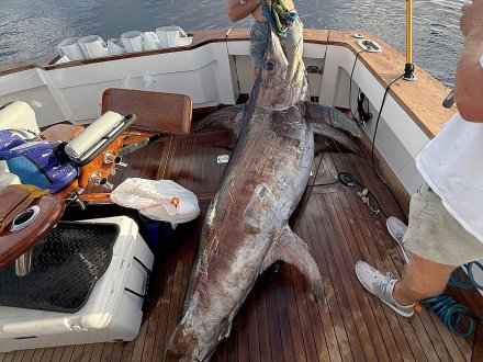 Alabama swordfish state record