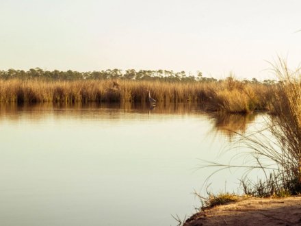 wade ward nature park in Gulf Shores