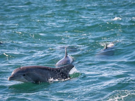 Dolphin Cruise