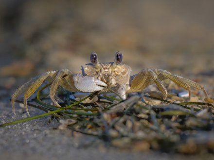 Small ghost crab on the beach on Alabama's Beaches