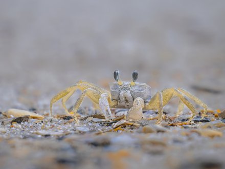 small ghost crab on the beach in Gulf Shores