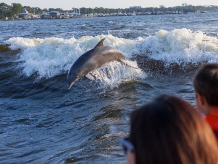 Kids watching dolphins jump out of the water on a dolphin cruise tour.