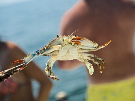Man holding a blue crab caught while offshore fishing in Orange Beach