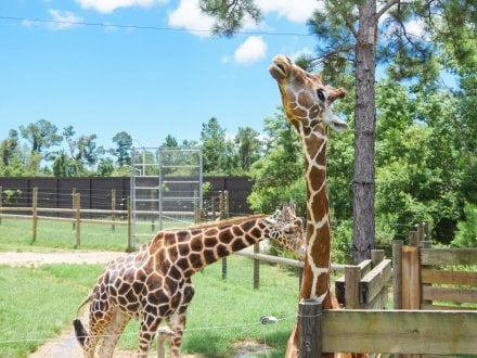 Giraffe feedings animal encounter at the Alabama Gulf Coast Zoo Gulf Shores attraction