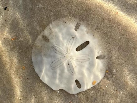 Sand dollar in shallow Gulf waters on the beach in Gulf Shores