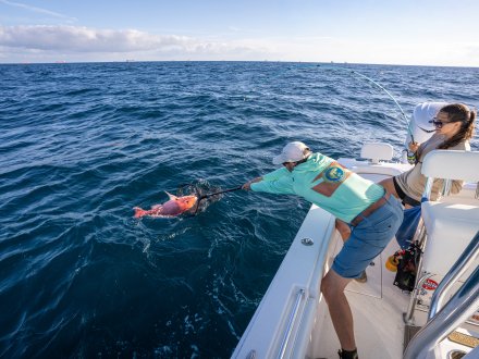 Anglers reeling in a red snapper on a fishing charter trip in Orange Beach