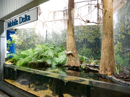 The Estuarium at Dauphin Island Sea Lab