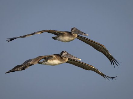 Pelicans flying over the Gulf in Orange Beach