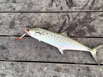 spanish mackerel caught on the Gulf State Park Pier