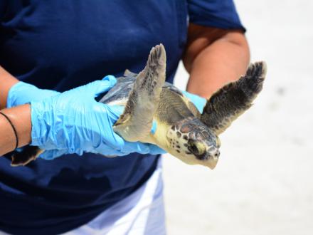 Share the Beach Sea Turtle Release
