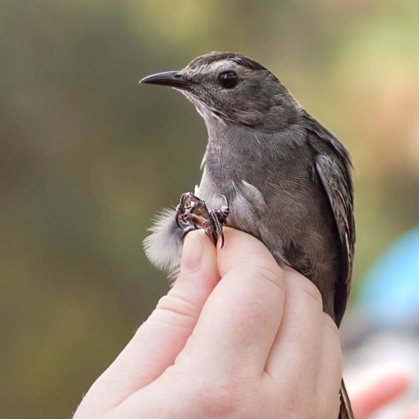 gray catbird at Fort Morgan bird banding event