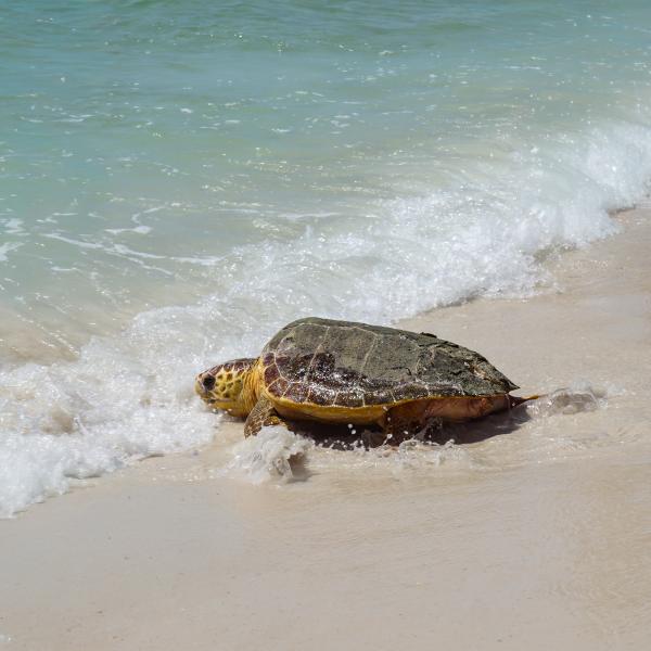 Turtle crawling into the Gulf