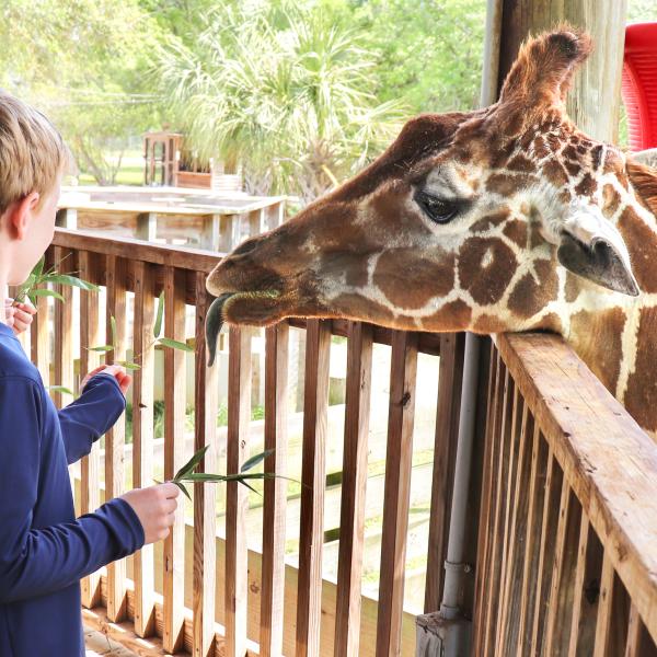 Child playing at the Zoo