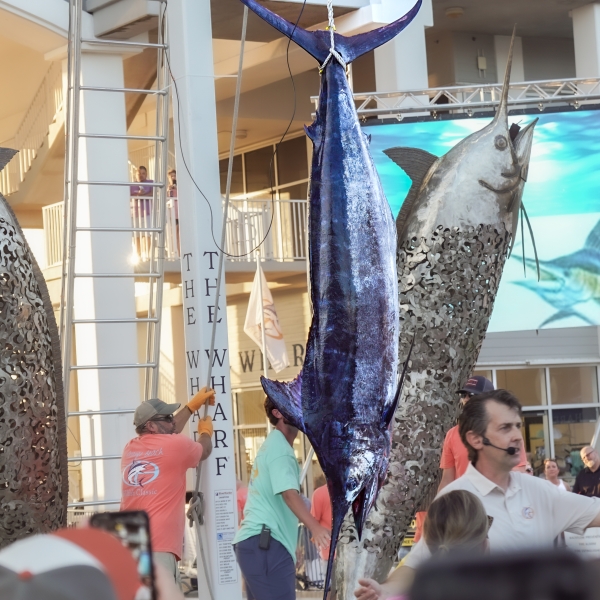 Blue marlin that was caught during the Blue Marlin Grand Championship on Alabama's Beaches