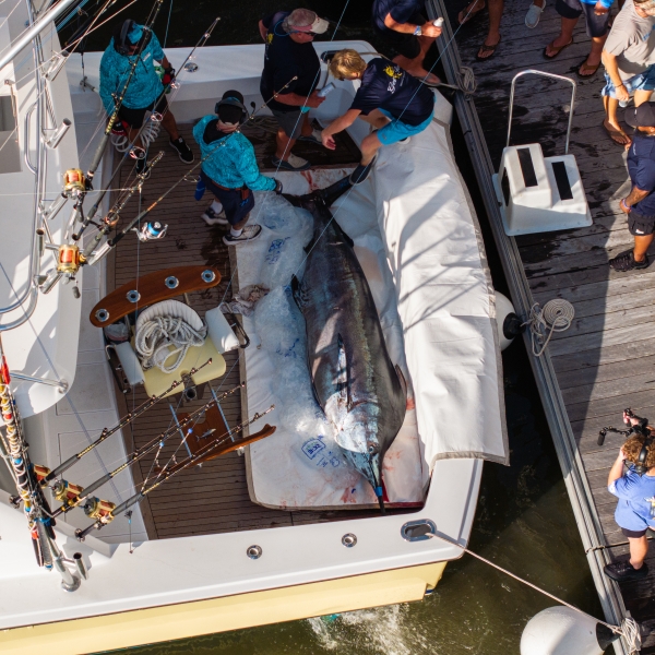 Blue marlin that was caught and being brought to weigh-ins at the BMGC