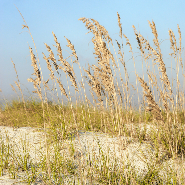 Sea Oats