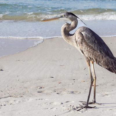 blue heron on beach in Gulf Shores