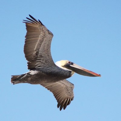 pelican flying over the gulf in gulf shores