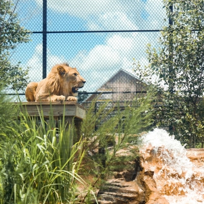 Lion at the Alabama Gulf Coast Zoo in Gulf Shores