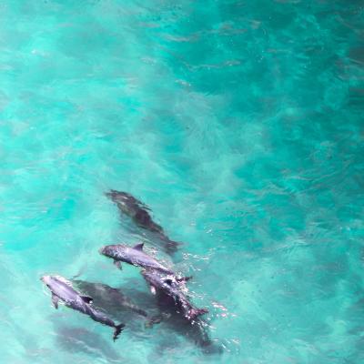 Dolphins swimming