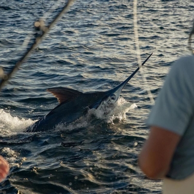 Marlin being reeled in onto Southern Charm's charter boat in Orange Beach
