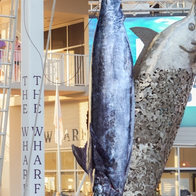 Blue marlin that was caught during the Orange Beach Billfish Classic