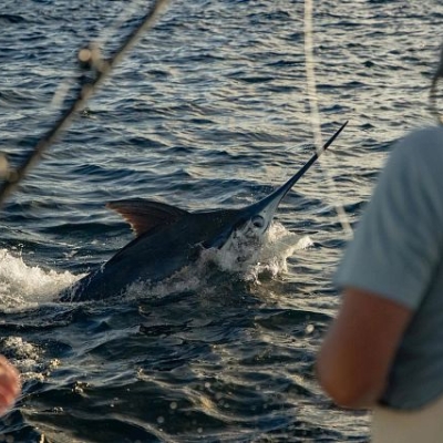 Blue marlin that was caught during the Blue Marlin Grand Championship