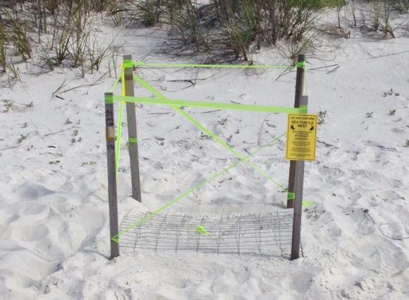 Sea turtle next