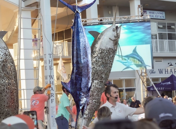 Large marlin being weighed at the Billfish Classic Fishing Tournament in Orange Beach