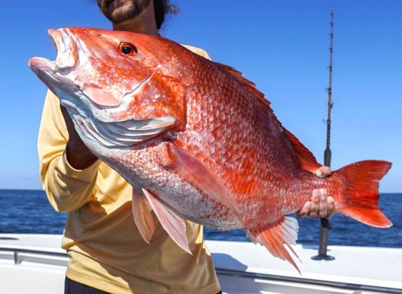 Angler holding a big red snapper caught while offshore fishing on a charter boat in Orange Beach