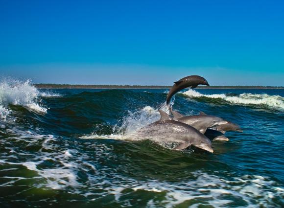 Dolphins jumping in Orange Beach