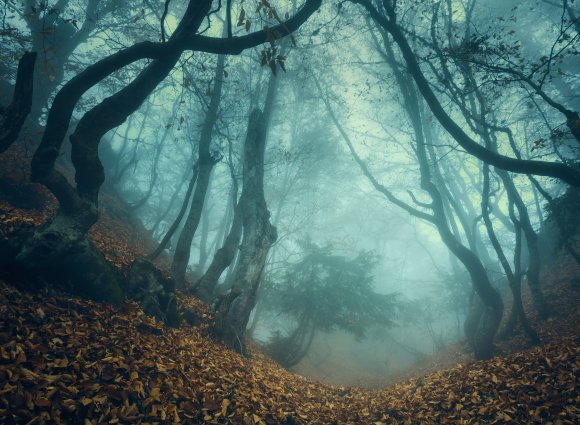spooky forest