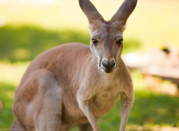 kangaroo at the zoo in gulf shores Al