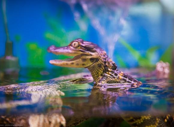 Top 25+ Parks & Trails in Gulf Shores & Orange Beach (2021)