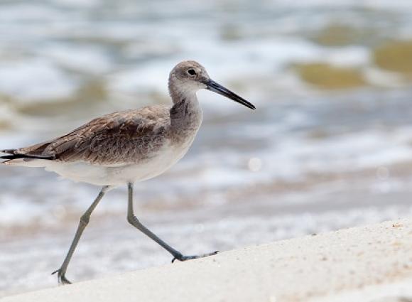 sandpiper gulf shores al