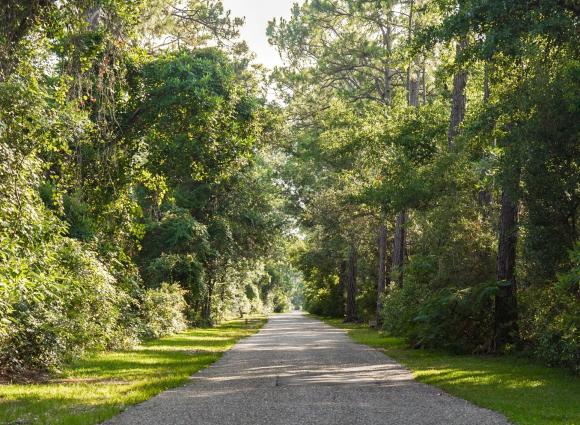 Scenic view of Gulf State Park along the Hugh. S. Branyon Backcountry Trail
