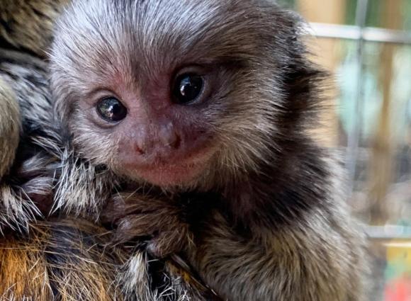 Marmoset baby at the Gulf Coast Zoo