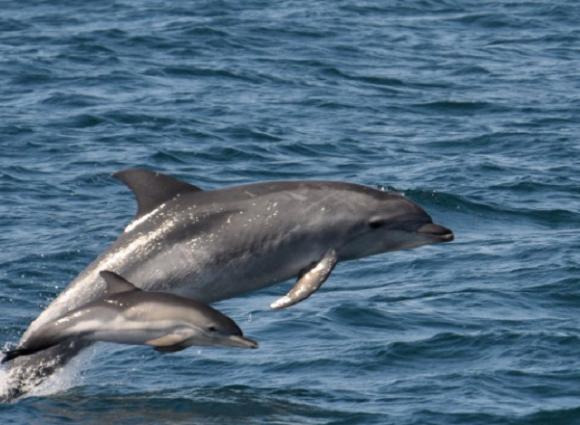 dolphins swimming Orange Beach AL