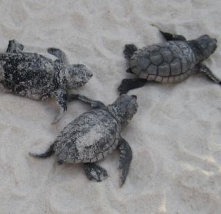 Sea turtle Gulf Shores