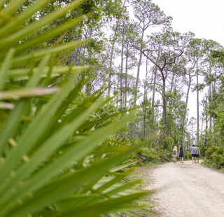 Pine Beach Trail