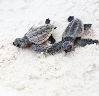 Sea turtles headed toward the Gulf